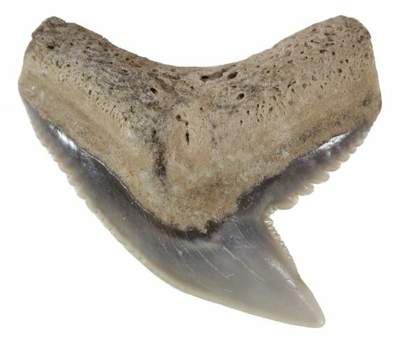 Colorful Fossil Tiger Shark (Galeocerdo) Tooth - Virginia #53509
